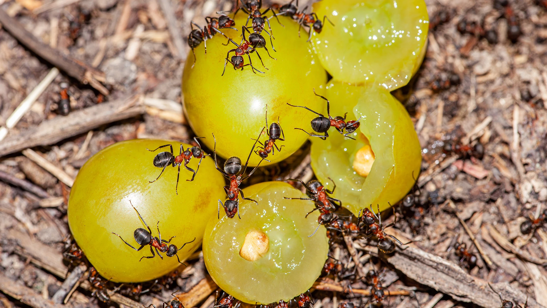 Ameisenbekämpfung-Kitzinger-Schädlingsbekämpfung