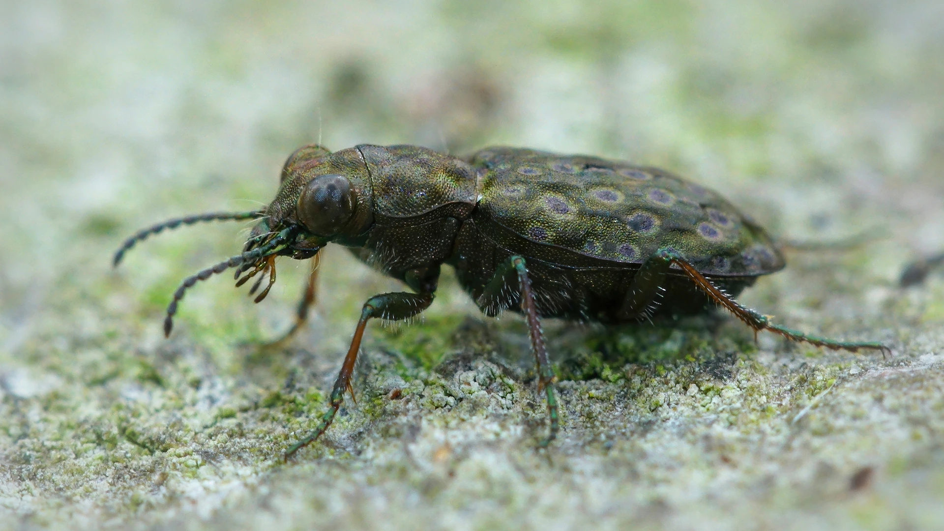 Käferbekämpfung-Kitzinger-Schädlingsbekämpfung