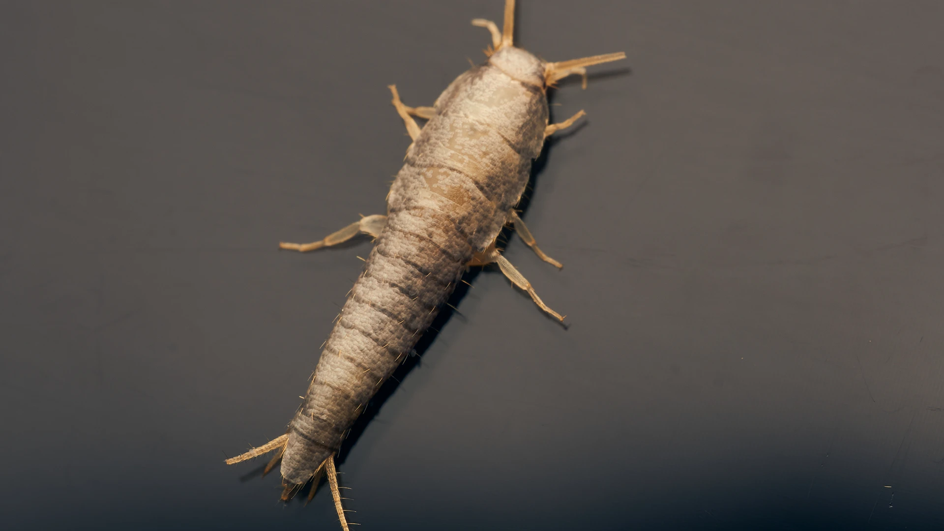 Silberfischchenbekämpfung-Kitzinger-Schädlingsbekämpfung