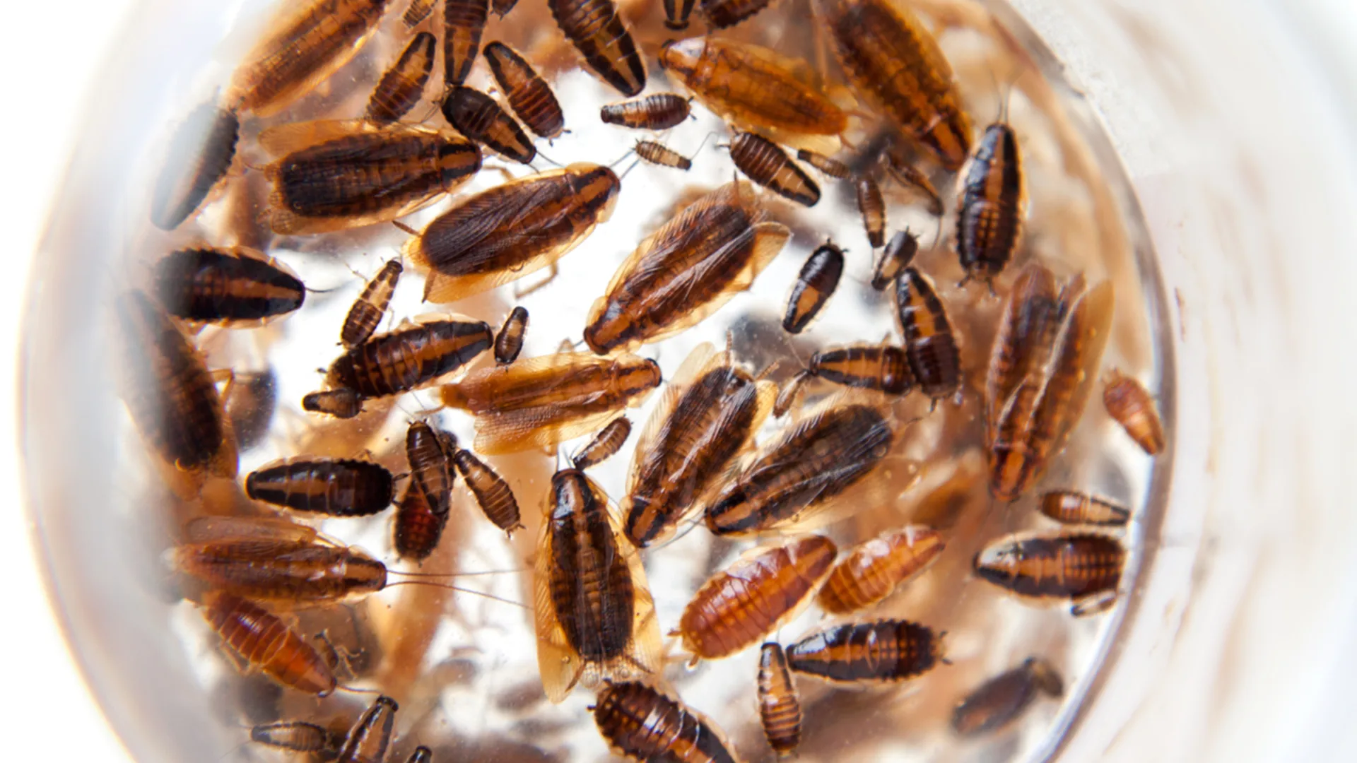 deutsche-schabe-schädlingsbekaempfung-kitzinger